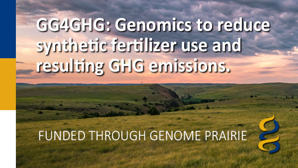 GG4GHG: Genomics to reduce synthetic fertilizer use and resulting GHG emissions.