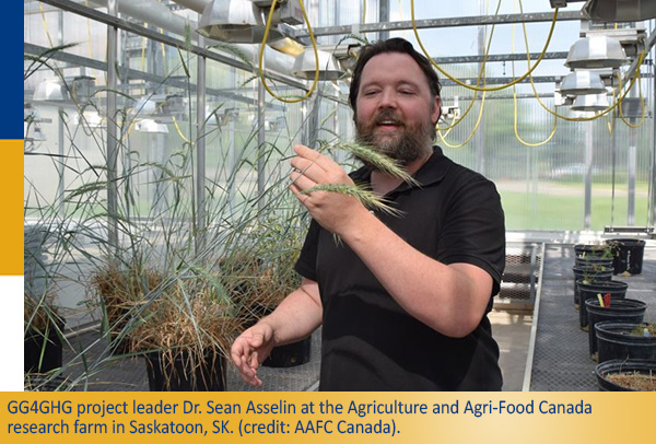 GG4GHG project leader Dr. Sean Asselin at the Agriculture and Agri-Food Canada research farm in Saskatoon, SK. (credit: AAFC Canada).